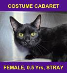 COSTUME CABARET